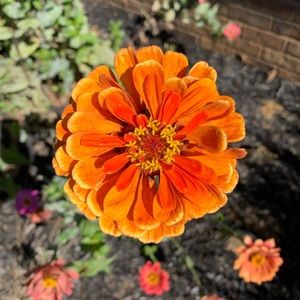 Meet your Posher, Glenda